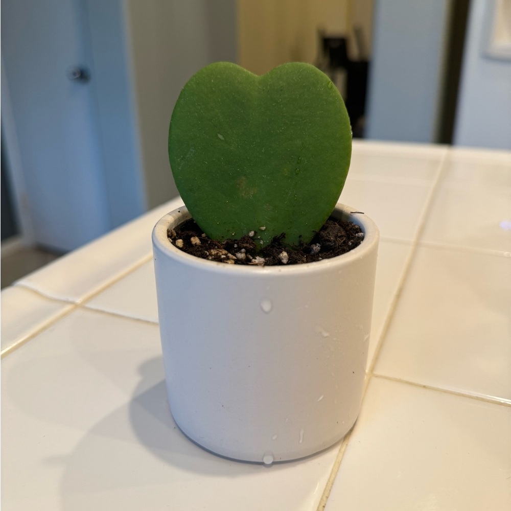 Hoya Kerri